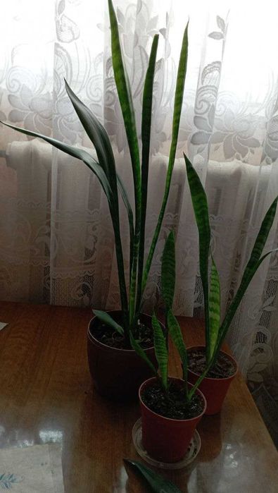 сансевиерия и аглаонема(то