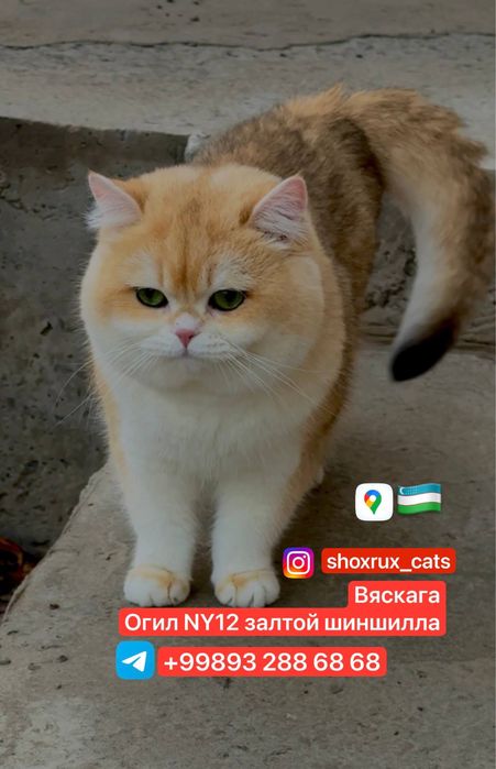 Вяскага залотой шиншила N12 радсловни бор тоза насл