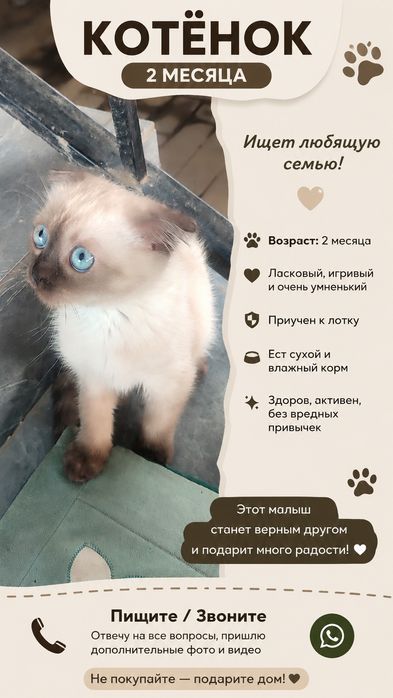 Котёнок вислоухий
