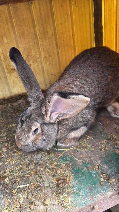 Pereche iepuri urias german