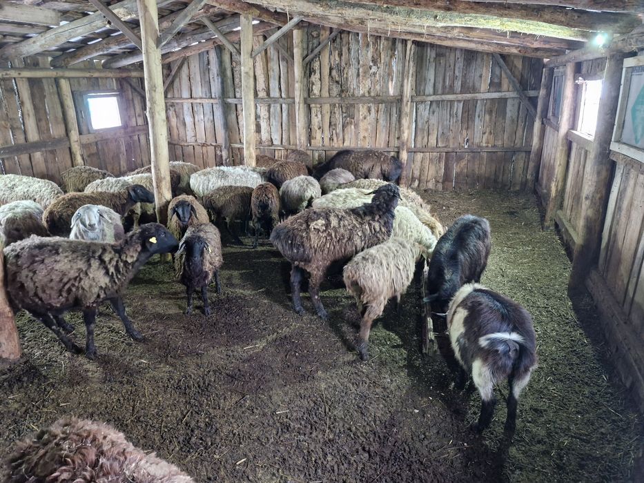 Кошкар производитель