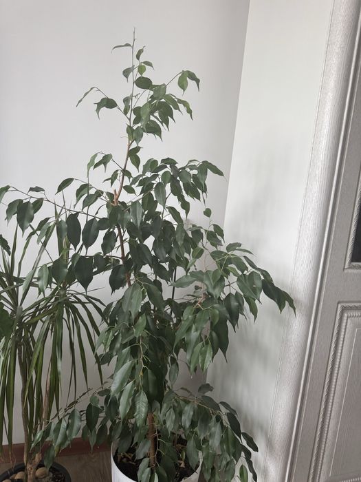 Продам   Комнотное растение Фикус