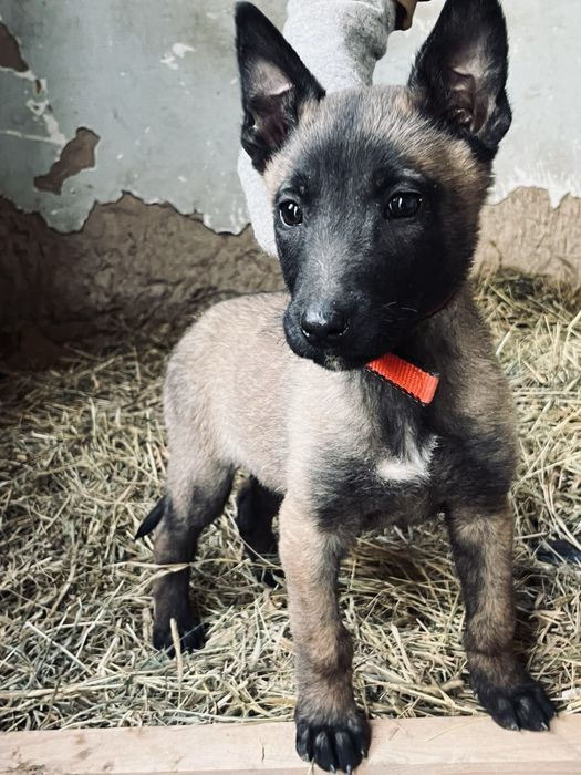 овчарка малинуа 2 месяц