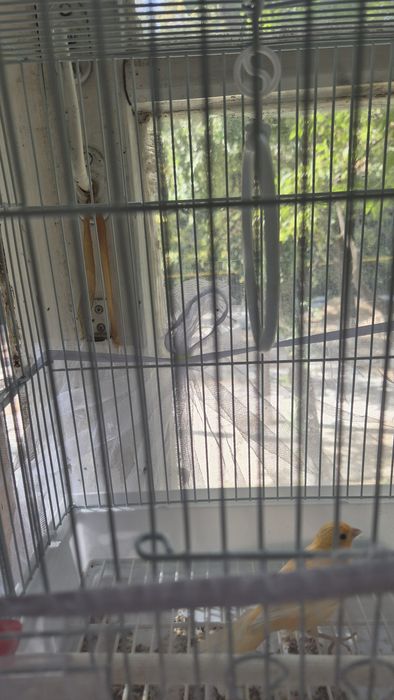 Продаются канарейки