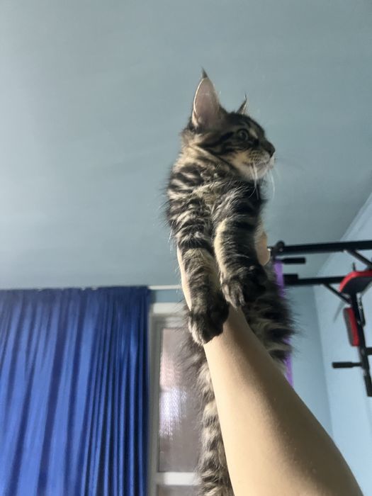 Срочно продаём котенка мейн кун
