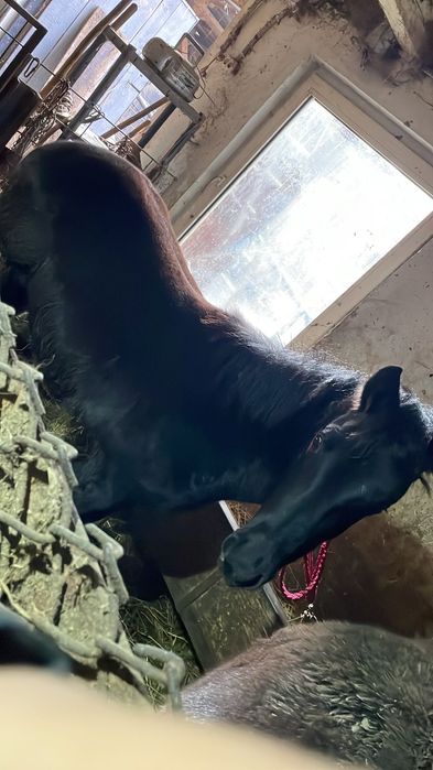 Vând schimb mânz de 7 luni blând cuminte