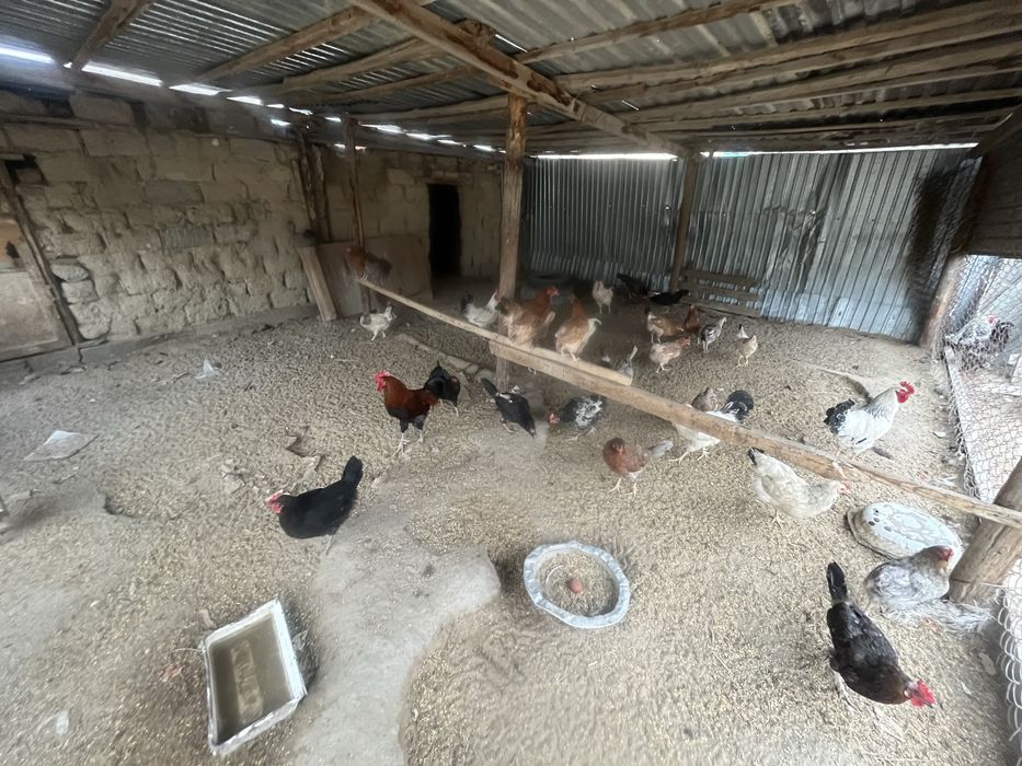 Тауықтар сатылады