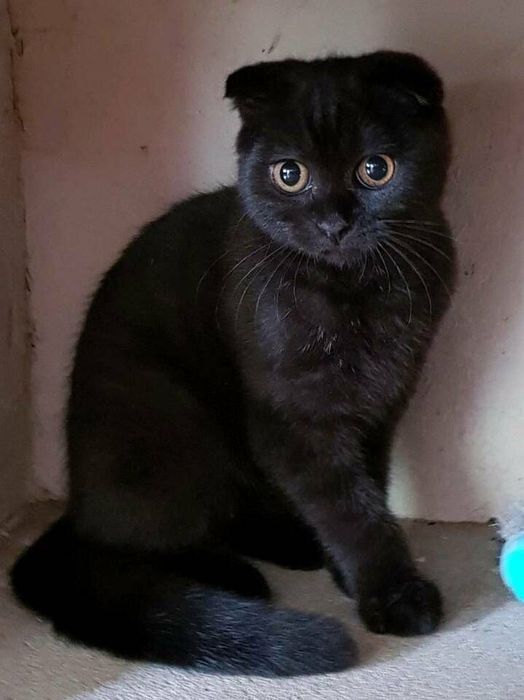 Scottish Fold mushuk