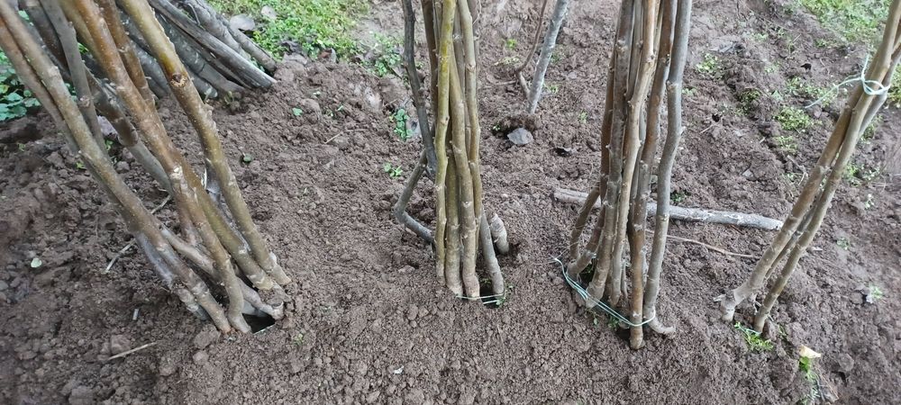 Облогороден Орех