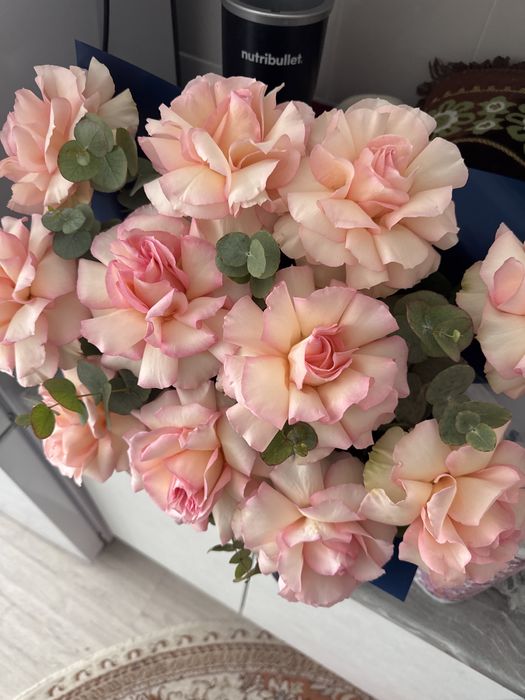 белые розы новые свежые