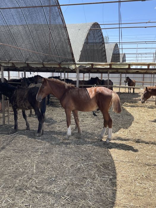 Киіну кешінде мені қалай ренжітті