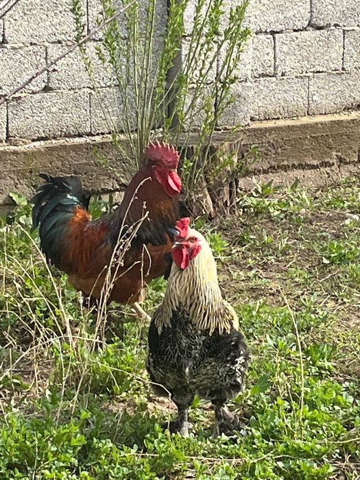 Қораз, қазақы әтеш