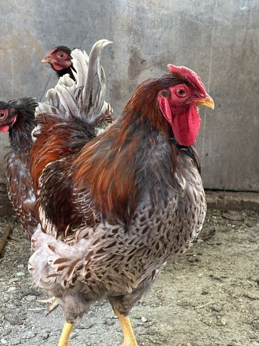 Cocos Wyandotte de vanzare