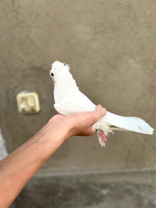 Голуб голуби кептер 3.000