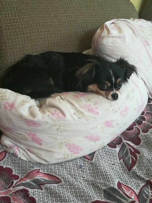 Вязка Чихуахуа