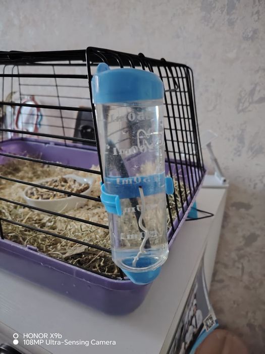 Продам морскую свинку