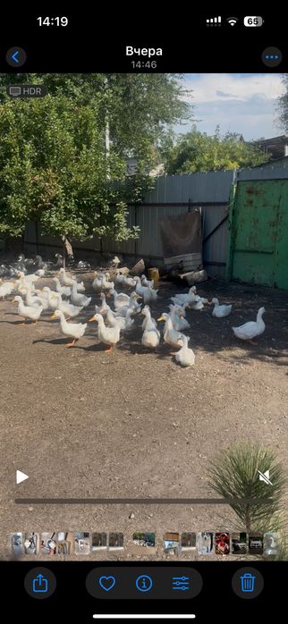 Утята пикинки продам