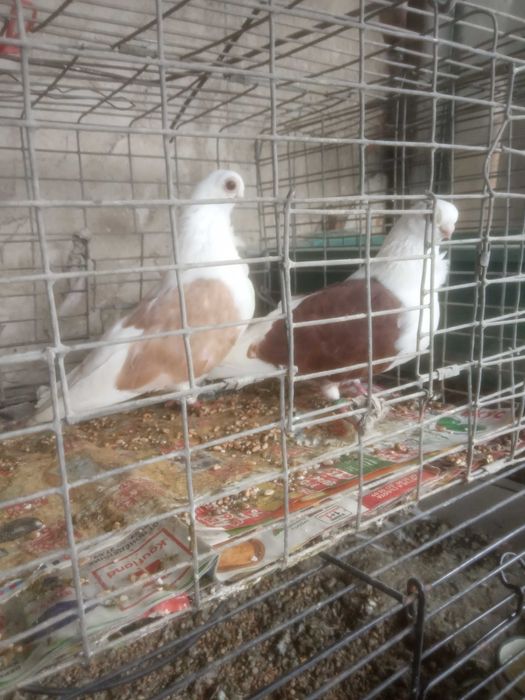 Продавам чифт кабаци