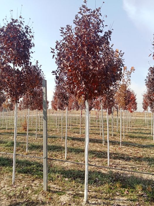 Клен краснолисный