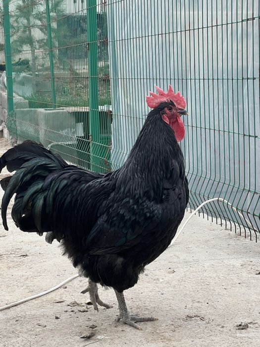 Armavir erotik rasmlar