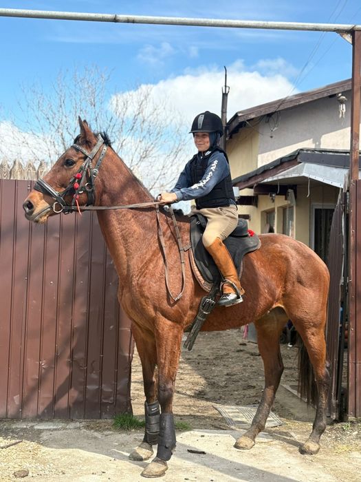 Vând iapa pur sange englez 7 ani cu acte și pedigri