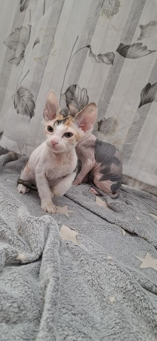 Донские сфинксы котята