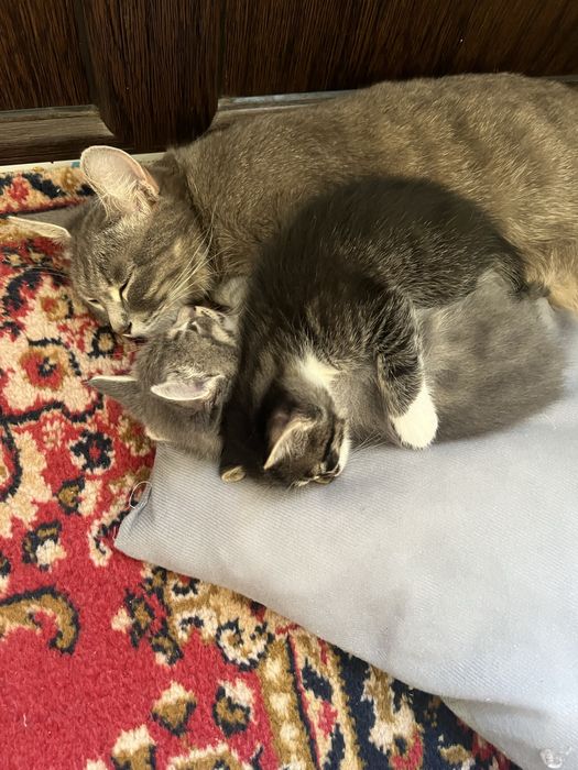 Милые котята ищут дом