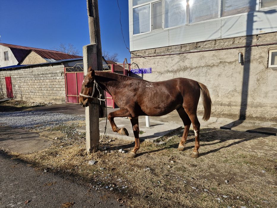 Құнан 3 жасар сатылады