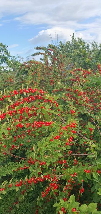 Продам саженцы войлочной вишни