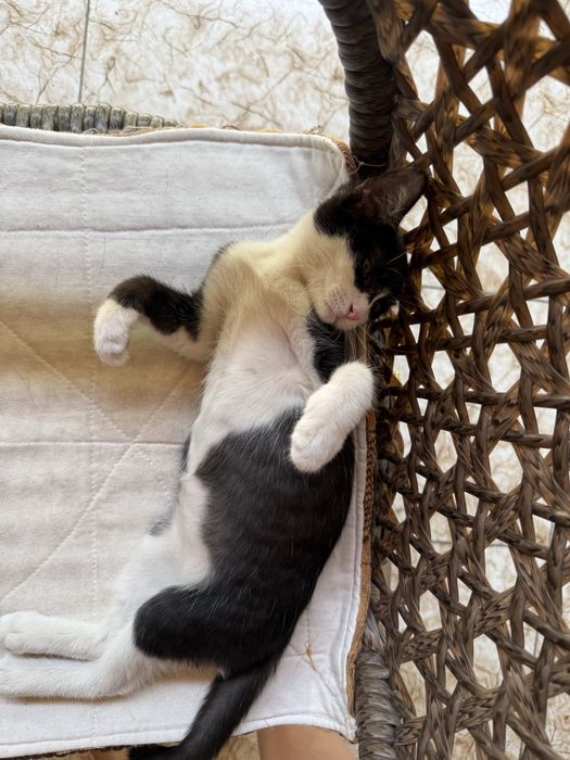 Отдадим котенка в хорошие руки!!!