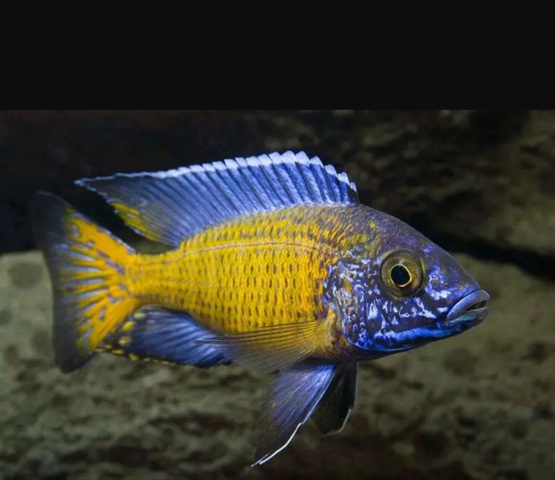 Аквирумни риби африкански цихлиди от езерото Малави