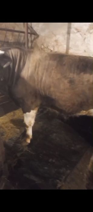 Продам бычков и тёлок.