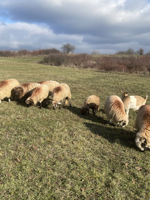 Vand oi si capre diferite rase