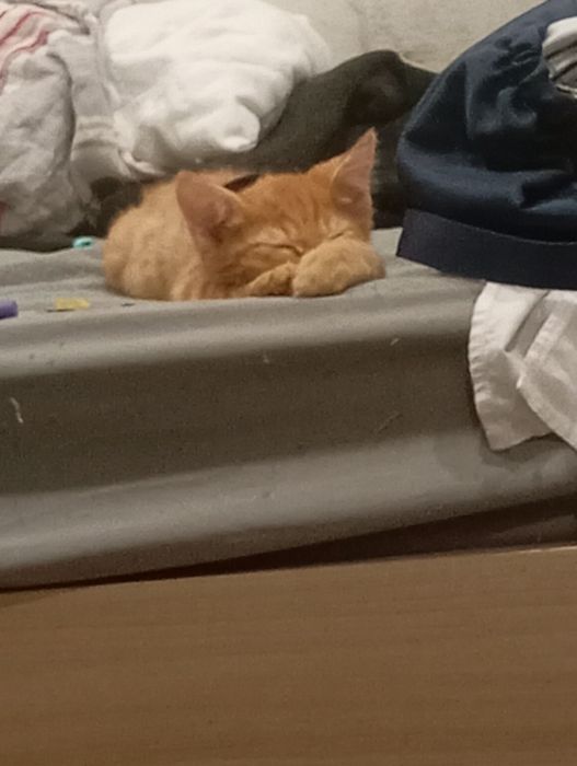 отдам котенка бесплатно