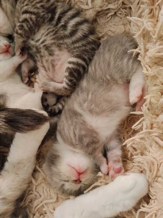 Вислоухие котятки - бронь!!!