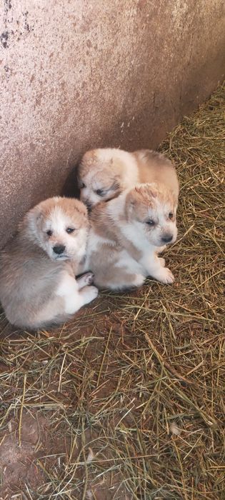 Продам мощного Шенка алабай девочка