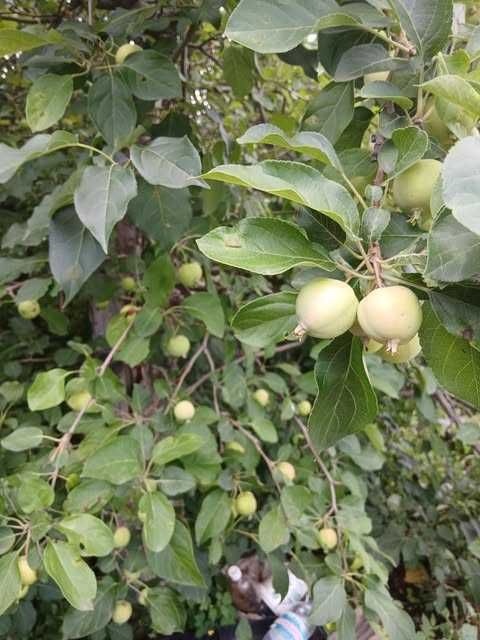 Продаю дачу в ДО Черемушки