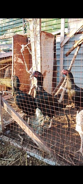 Дакан тауыктар сатылады