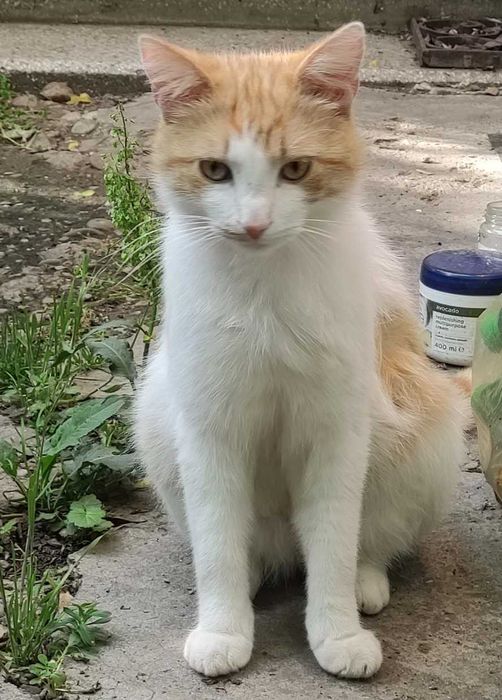Ofer pt adopție pisica