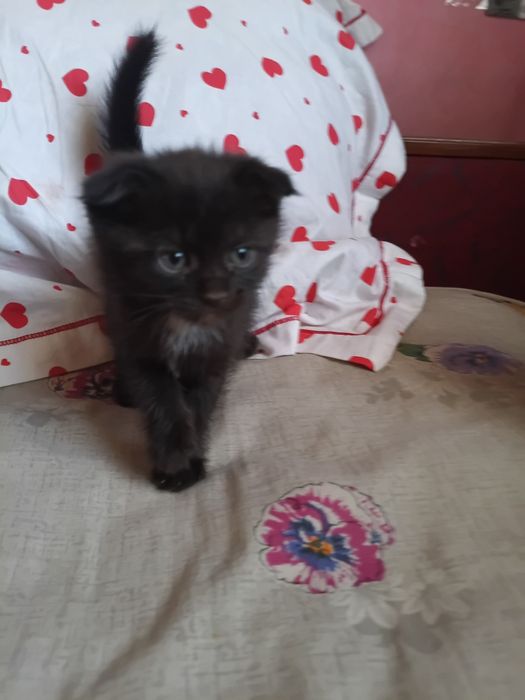 Котята не дорого