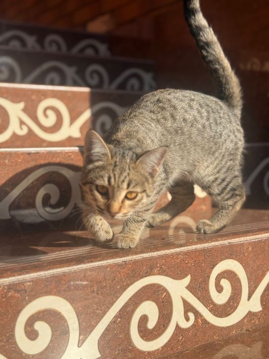 Кошки отдам даром