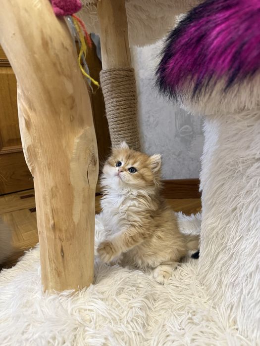 Золотая шиншилла! Чистокровные Британцы