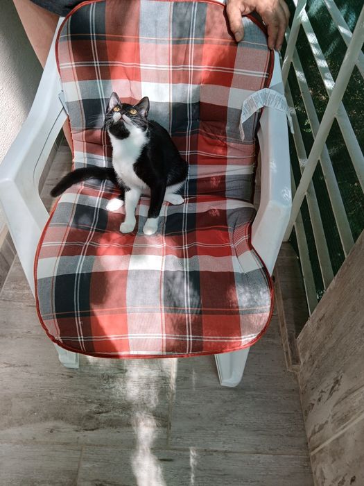 Подарява се котенце