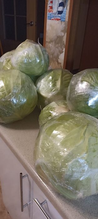 Капуста домашняя