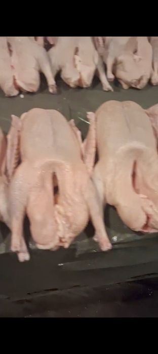 продам гуси дамашний сами вырощивали