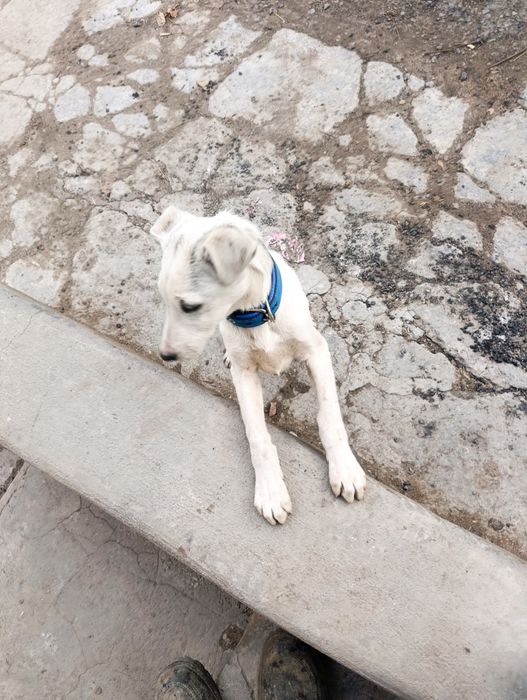 Собака 3 месяца.