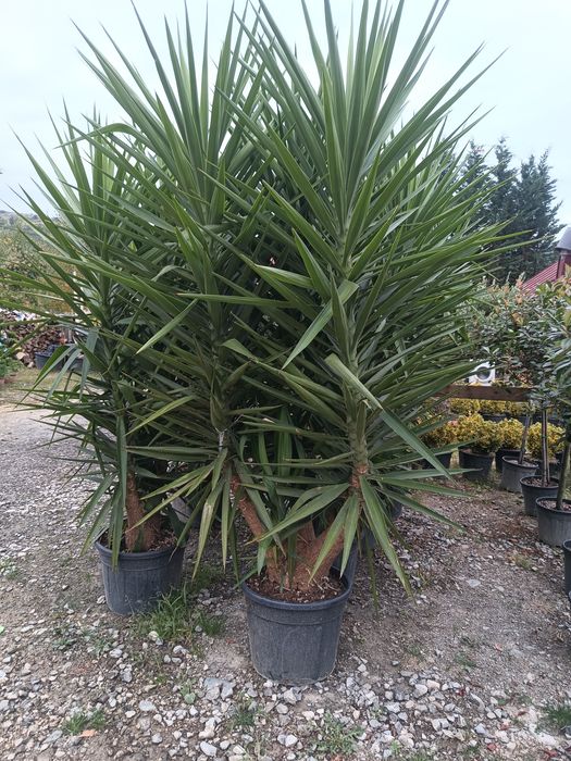 Leyladi plante ornamentale