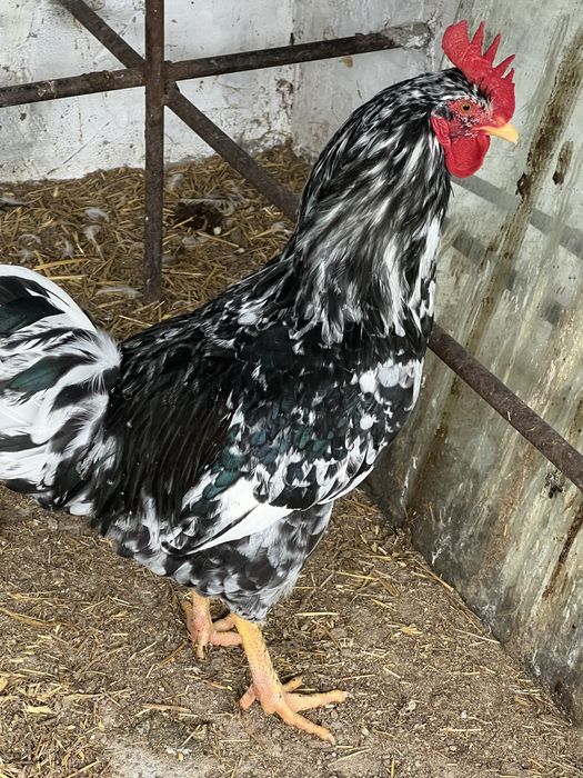 Петухи   астролорп