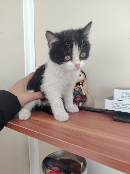 Котята девочки срочно