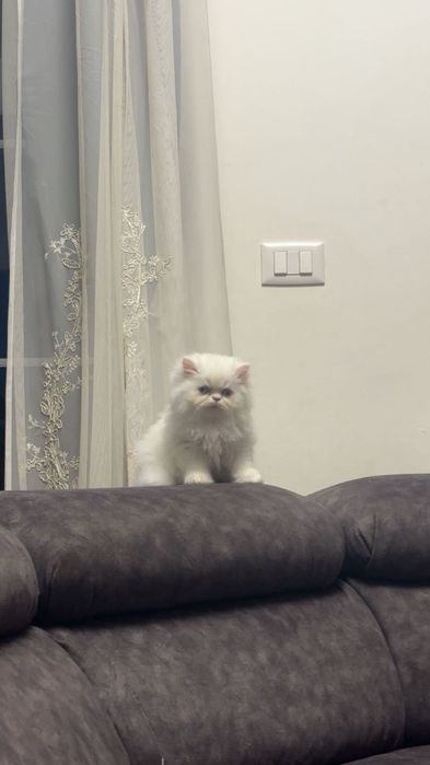 Pisicuța persană superba